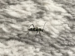 Chlorophorus curtisi