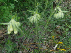 Onosma