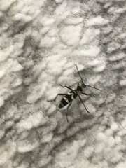 Chlorophorus curtisi