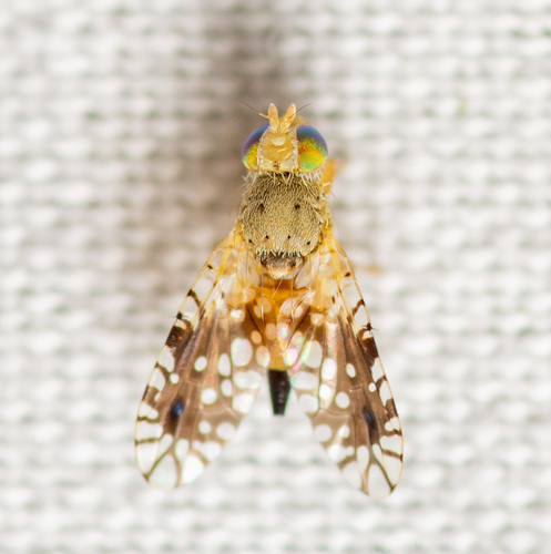 Common Ragweed Fruit Fly photo 2