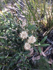 Olearia archeri