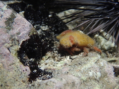 Macrocoeloma