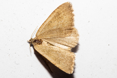 Asaphodes aegrota