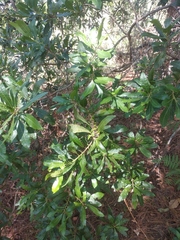 Morella lindeniana