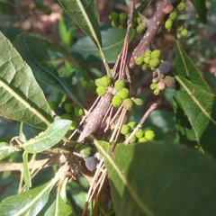 Morella lindeniana