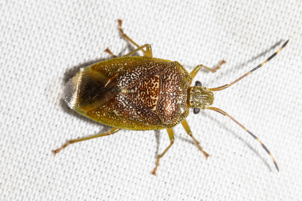 Rhopalimorpha
