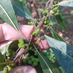 Morella lindeniana