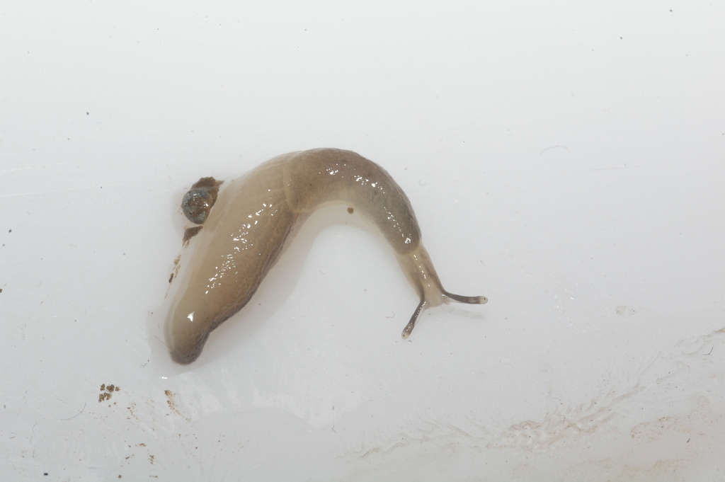 Boettgerillidae