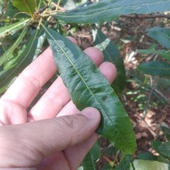 Morella lindeniana