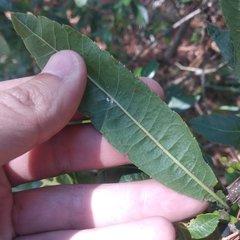 Morella lindeniana