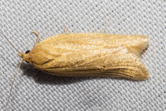 Clepsis leucaniana