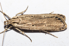 Anisoplaca ptyoptera