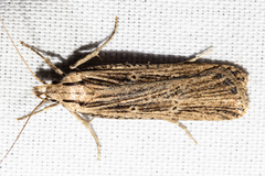 Anisoplaca ptyoptera