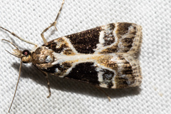 Eudonia melanaegis
