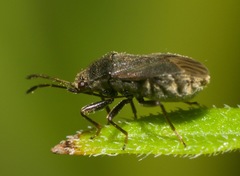 Stygnocoris rusticus