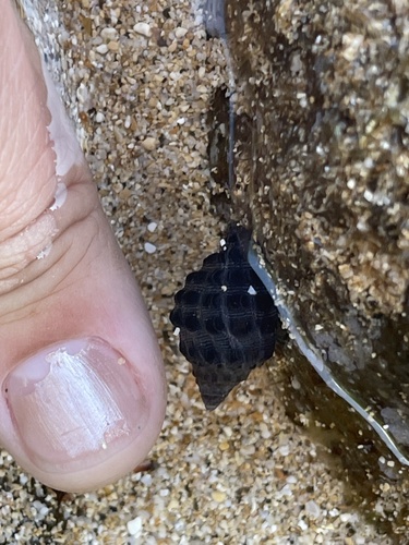 Tenguella granulata observed 2022-01-19