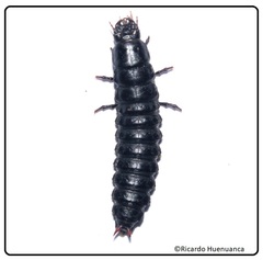 Calosoma vagans
