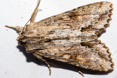 Ichneutica mollis