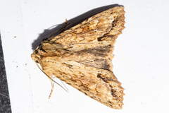 Ichneutica mollis