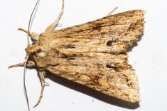 Ichneutica mollis