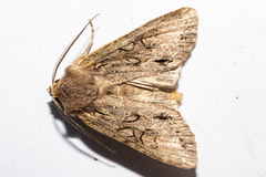 Ichneutica averilla