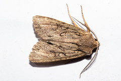 Ichneutica averilla