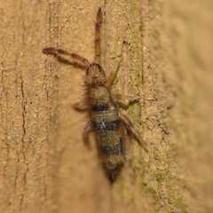 Entomobrya triangularis