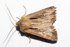 Ichneutica propria