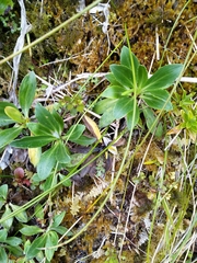 Celmisia holosericea