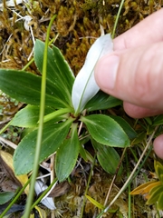 Celmisia holosericea