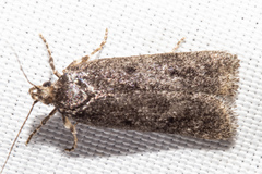 Phaeosaces apocrypta