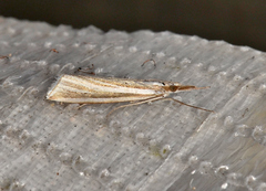 Hednota relatalis