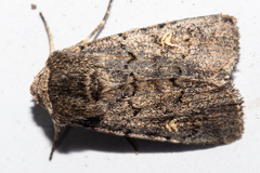 Proteuxoa tetronycha