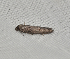 Telanepsia stictocrossa