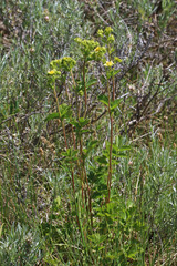 Drymocallis convallaria