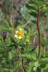 Drymocallis convallaria