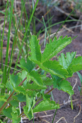 Drymocallis convallaria