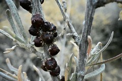 Ceroplastes irregularis