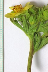 Drymocallis convallaria