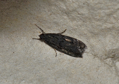 Scoparia anthracias
