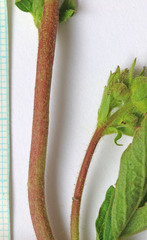 Drymocallis convallaria