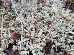 Cladonia caroliniana