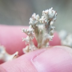 Cladonia caroliniana