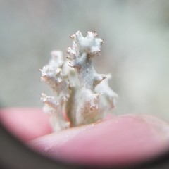 Cladonia caroliniana