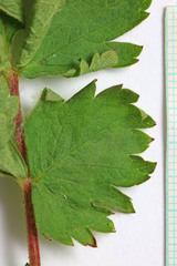 Drymocallis convallaria