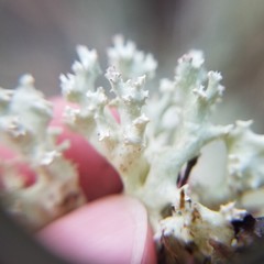 Cladonia caroliniana