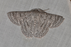 Crypsiphona tasmanica