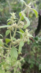 Minthostachys verticillata