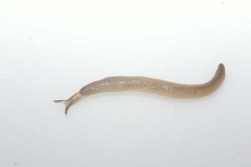 Worm Slug