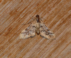 Nacoleia rhoeoalis